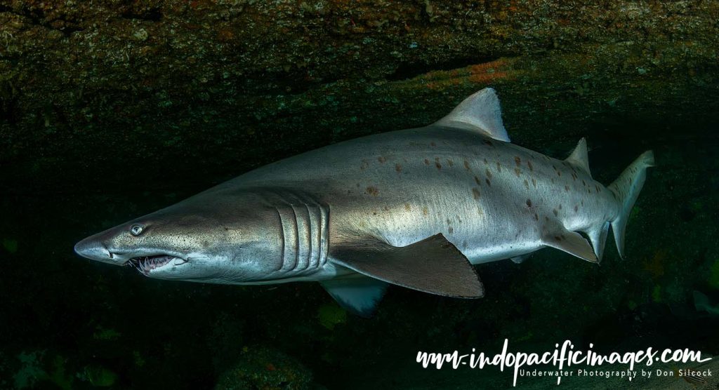 Photographing Grey Nurse Sharks