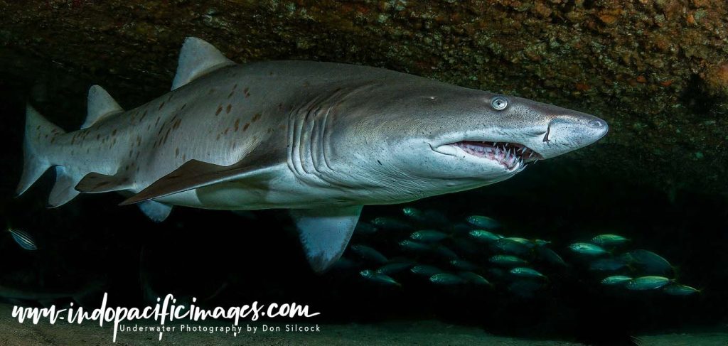 Australian Grey Nurse Shark