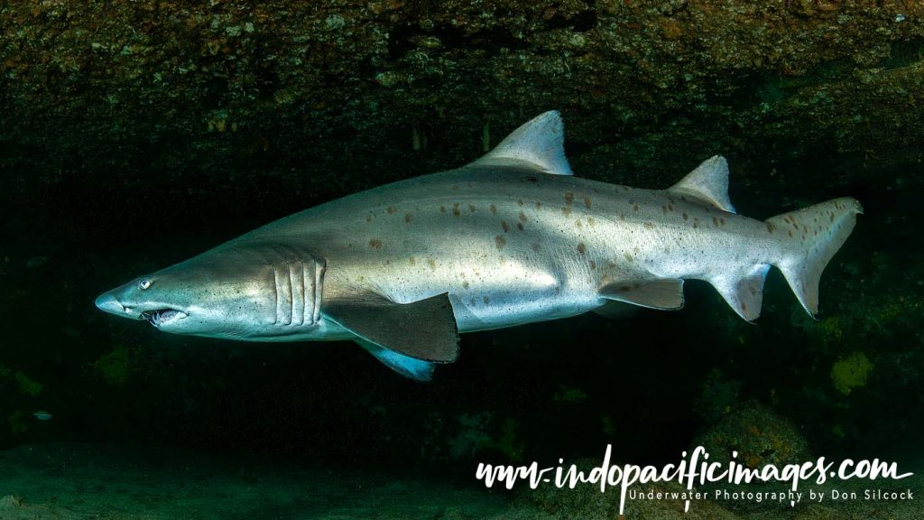 Grey Nurse Shark