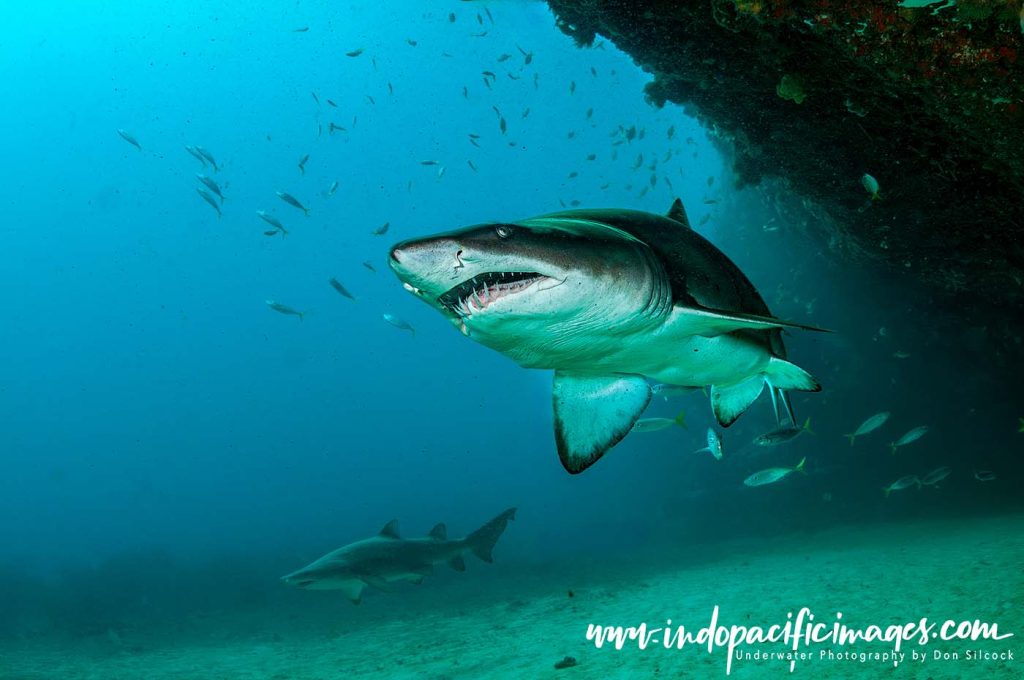 Australian Grey Nurse Shark