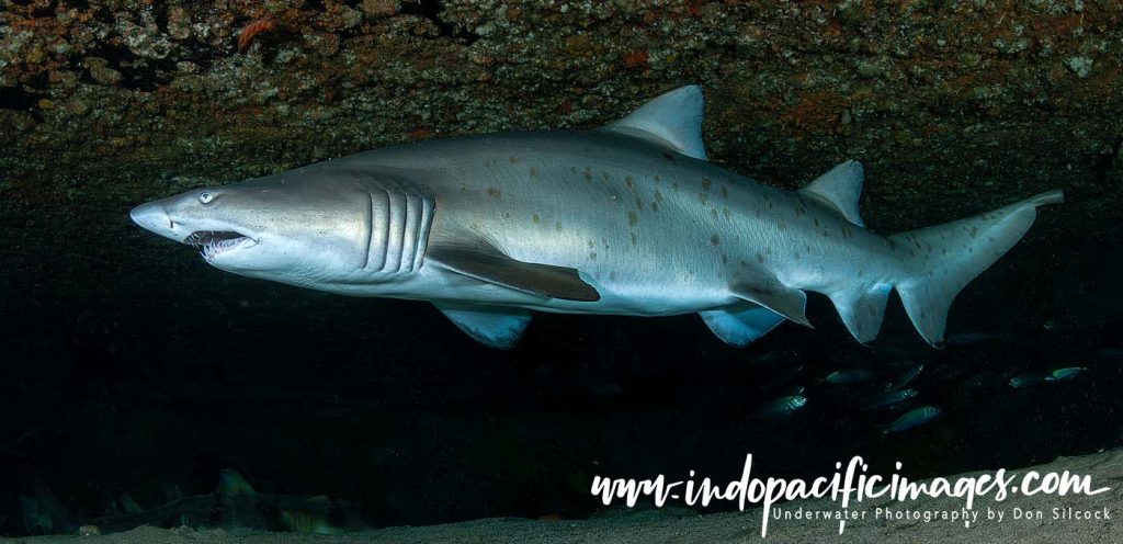 Grey Nurse Shark