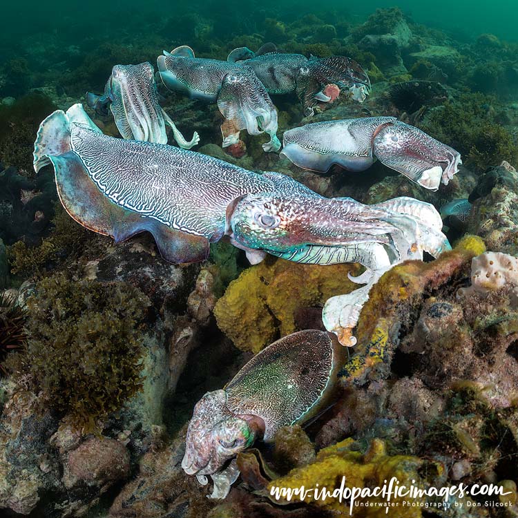 Whyalla Giant Cuttlefish aggregation