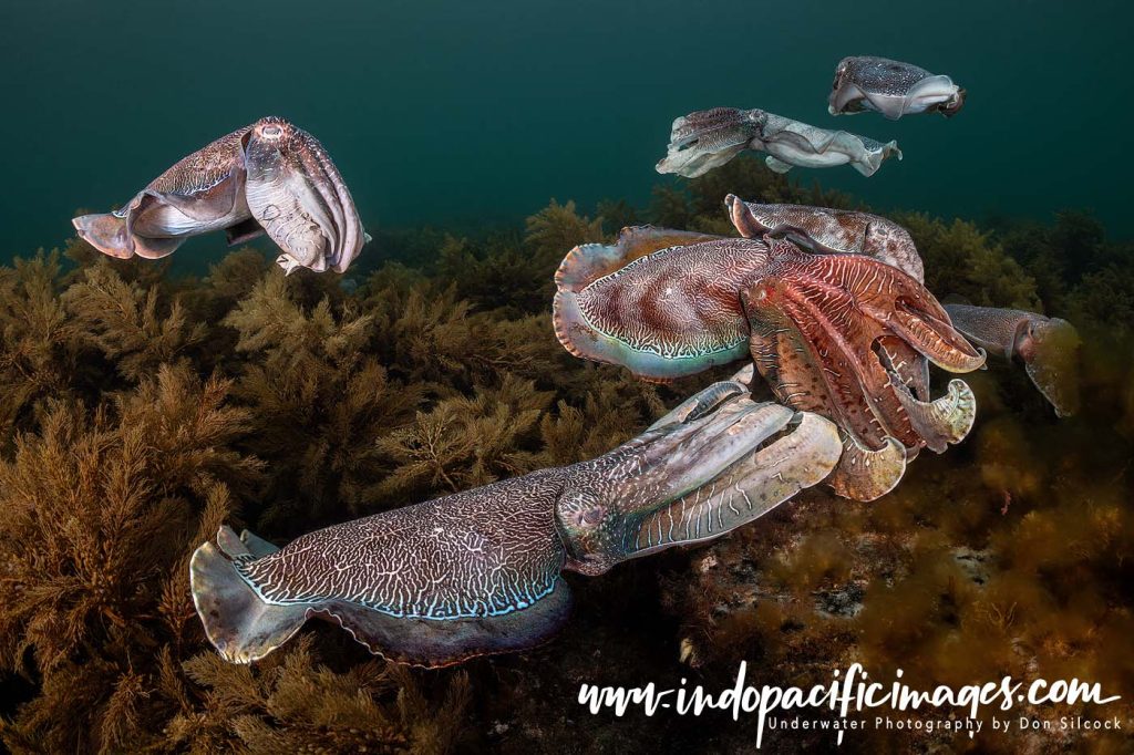 Amazing Australian Giant Cuttlefish
