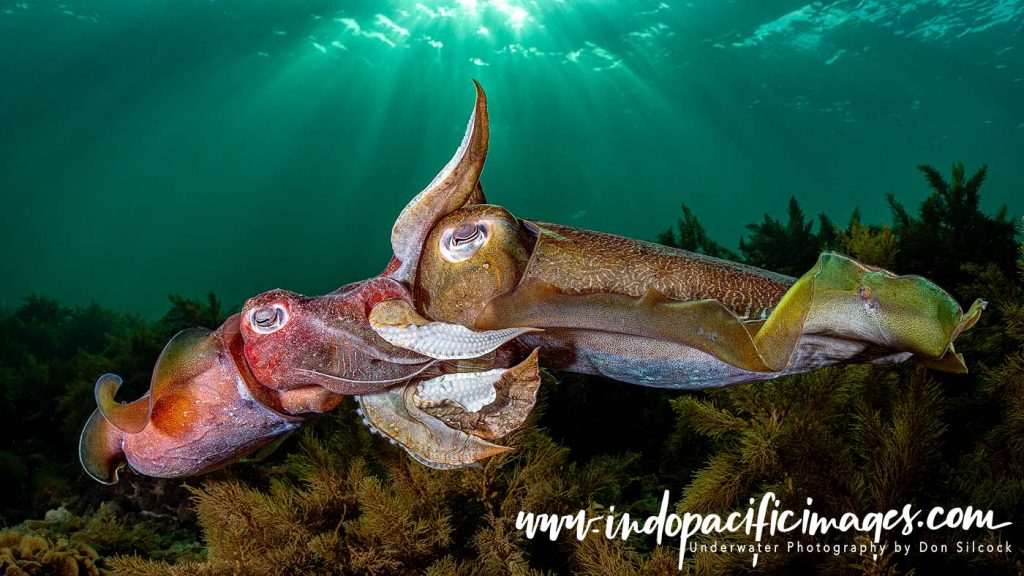 Australian Giant Cuttlefish