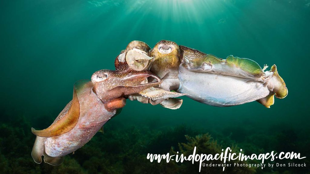 The Giant Australian Cuttlefish