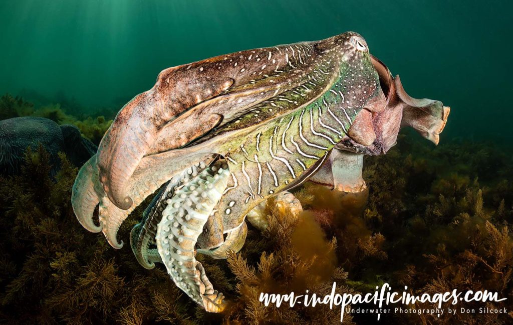 The Giant Australian Cuttlefish
