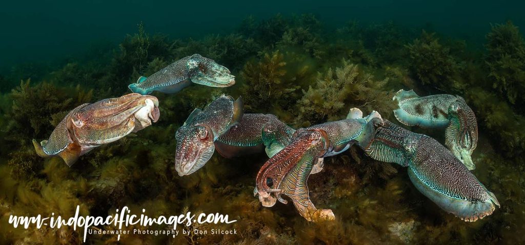 Cuttlefish Conservation in Whyalla