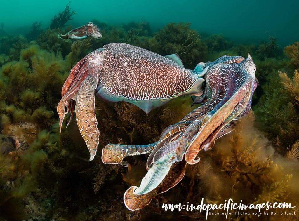 The Giant Australian Cuttlefish
