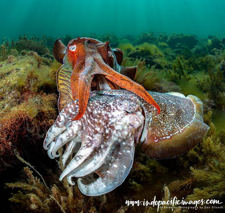 Cuttlefish Conservation in Whyalla