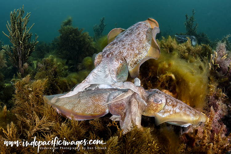 Whyalla Giant Cuttlefish aggregation