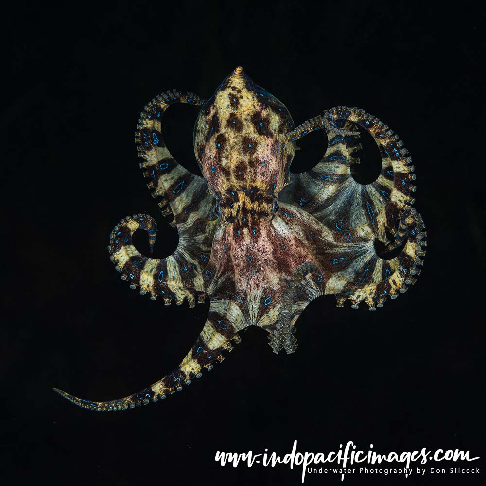 Diving Edithburgh Jetty