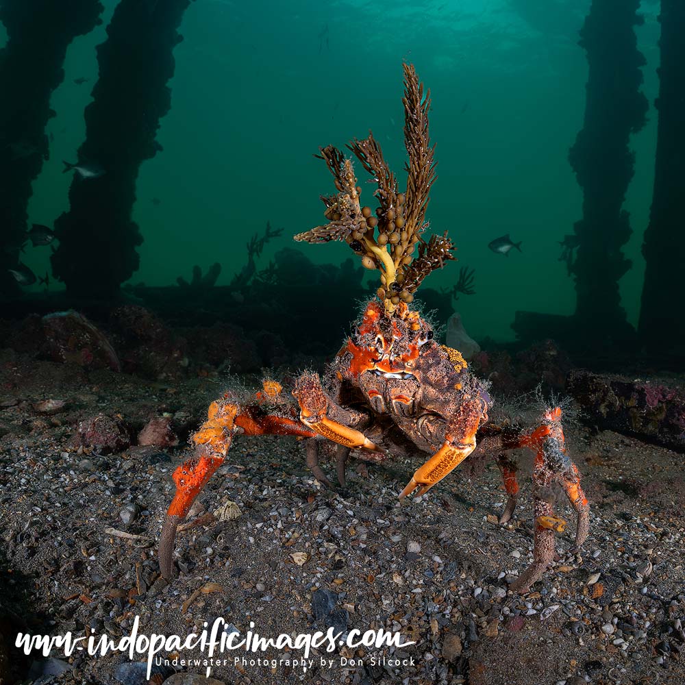 Diving Edithburgh Jetty