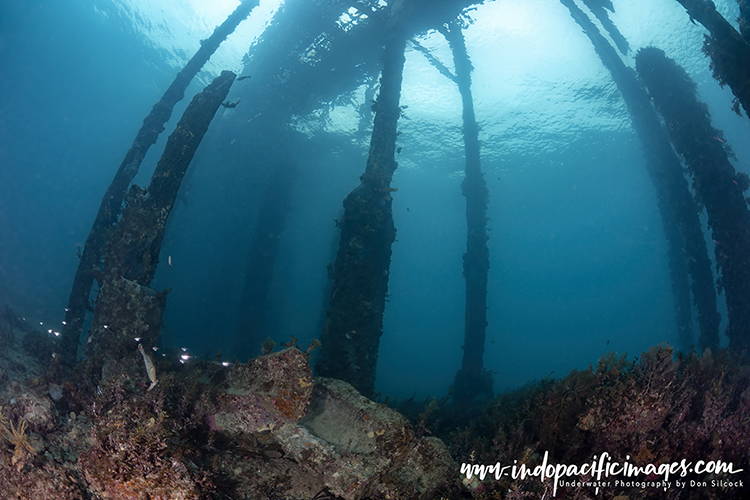 Diving Rapid Bay Jetty
