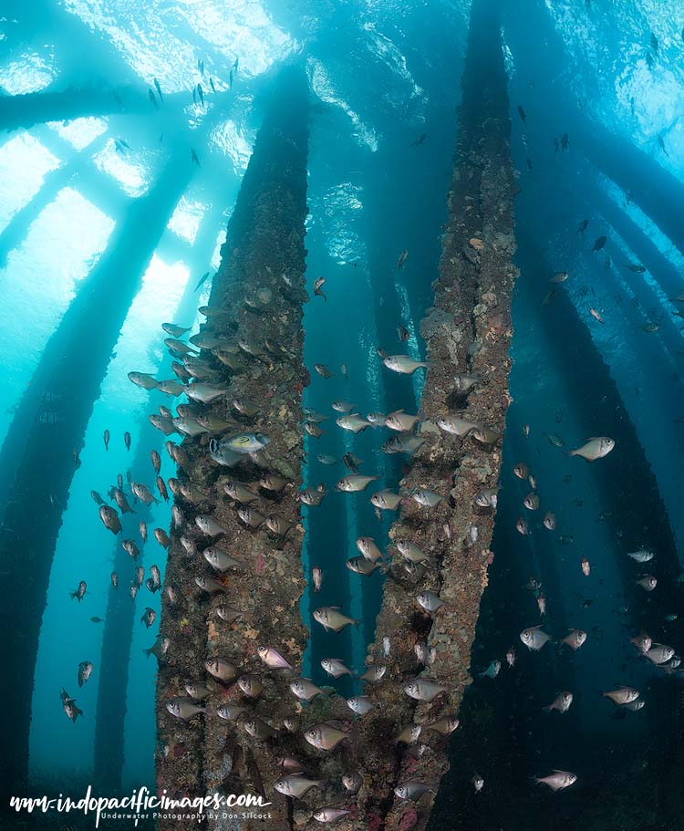 Diving Rapid Bay Jetty