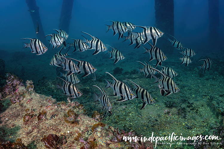 Diving Rapid Bay Jetty