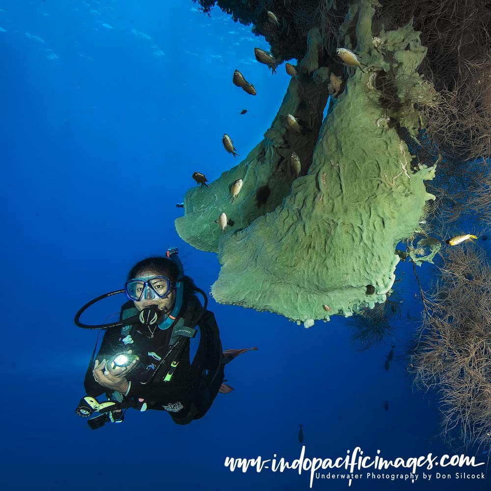 Diving Atauro Island
