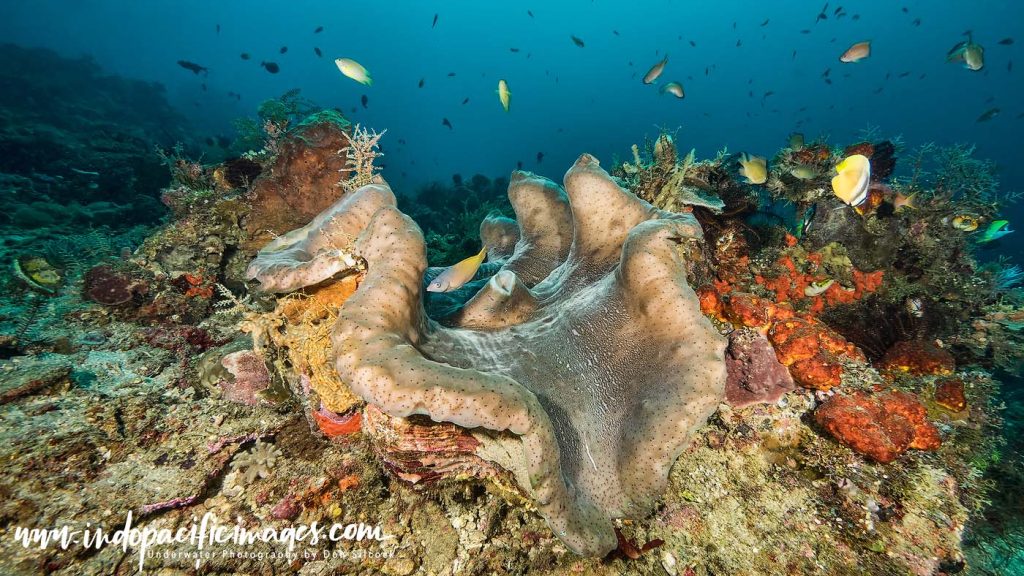 Diving Atauro Island