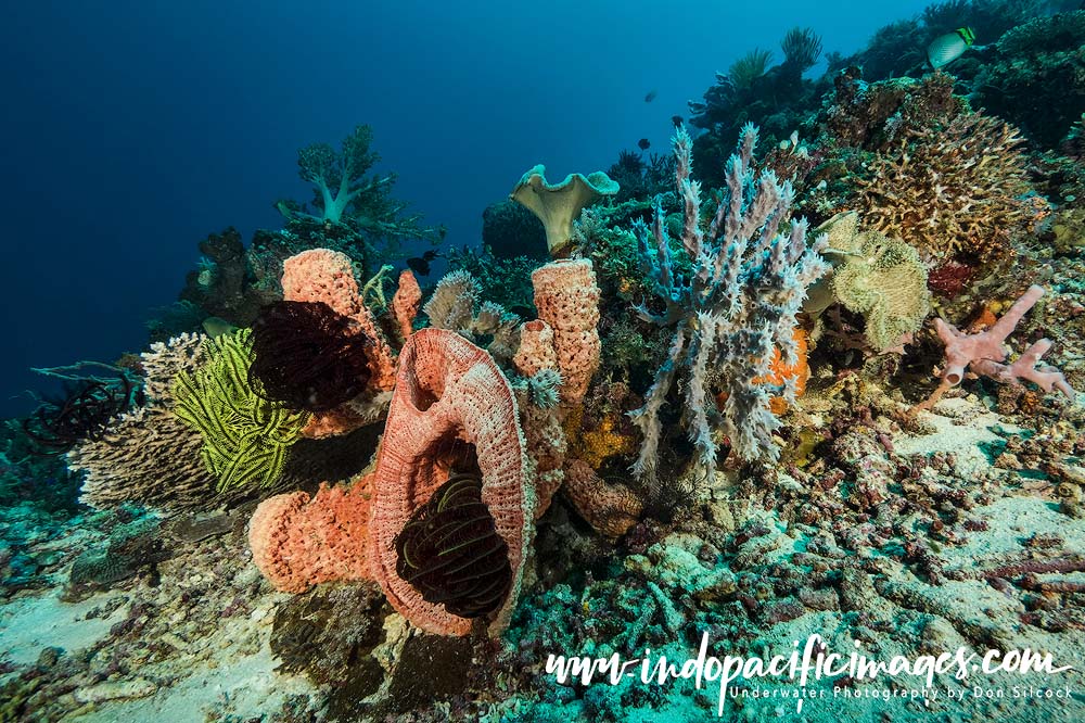 Diving Atauro Island