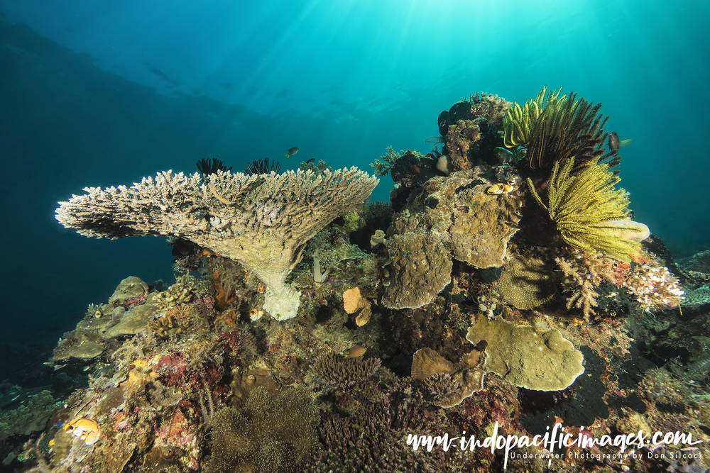 Diving Atauro Island