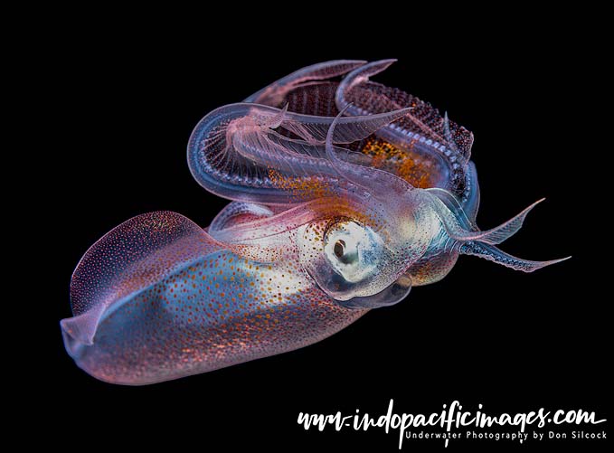 Blackwater Diving in Anilao