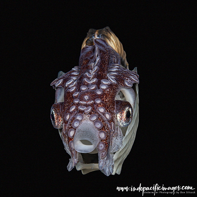 Blackwater Diving in Anilao