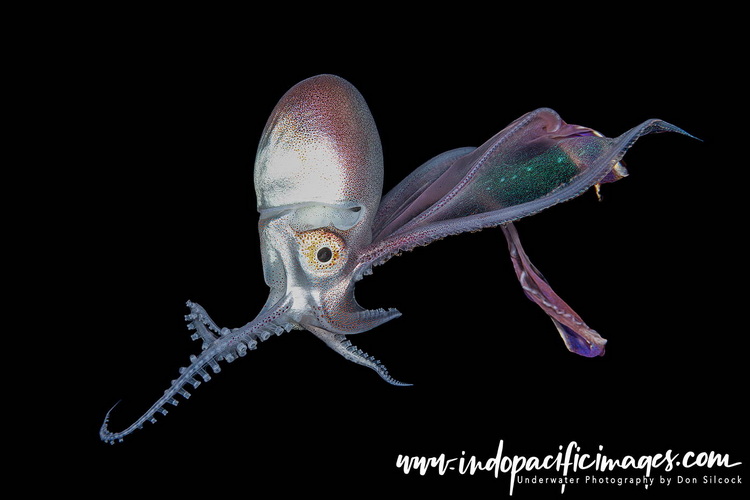 Blackwater Diving in Anilao