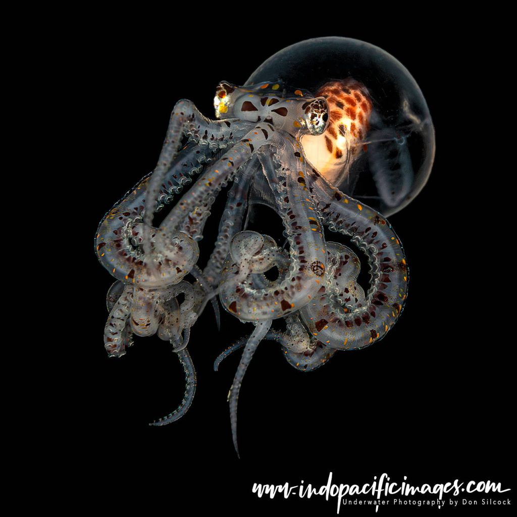 Blackwater Diving in Anilao