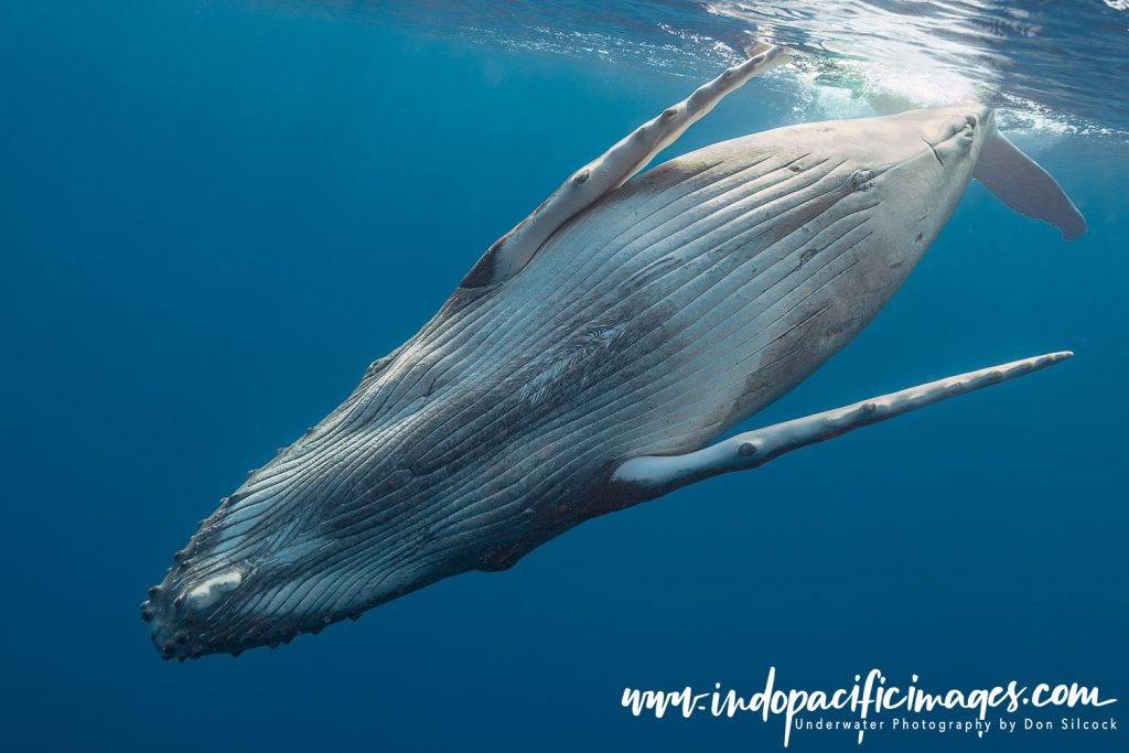 Humpback Playful Calf Encounters