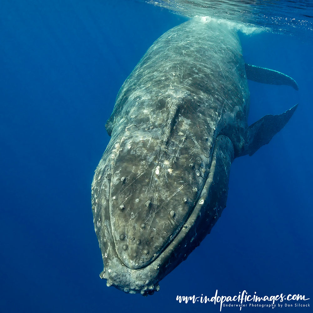 Tonga Humpback Whale Encounters
