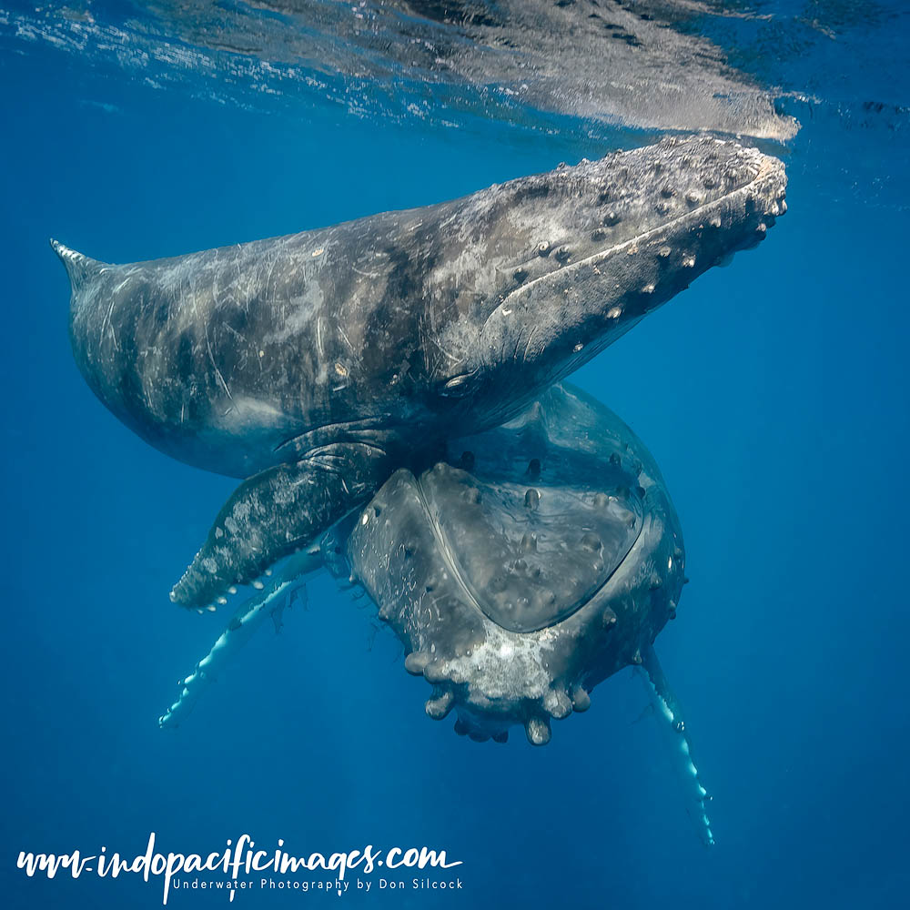 Humpback Whales of Tonga