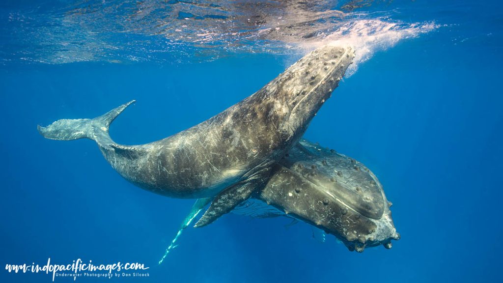Humpback mother and calf encounters