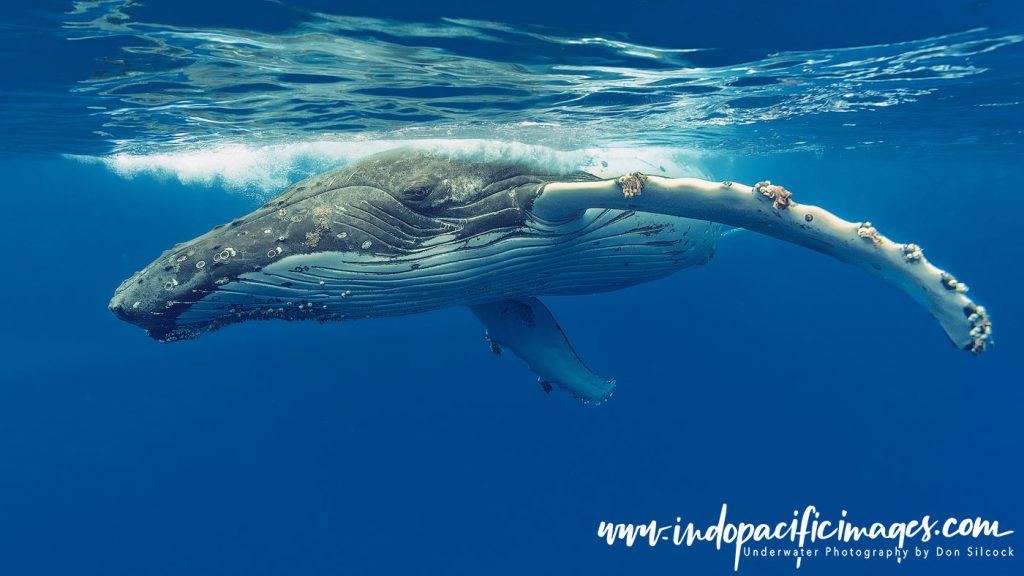 Humpback Whales of Tonga