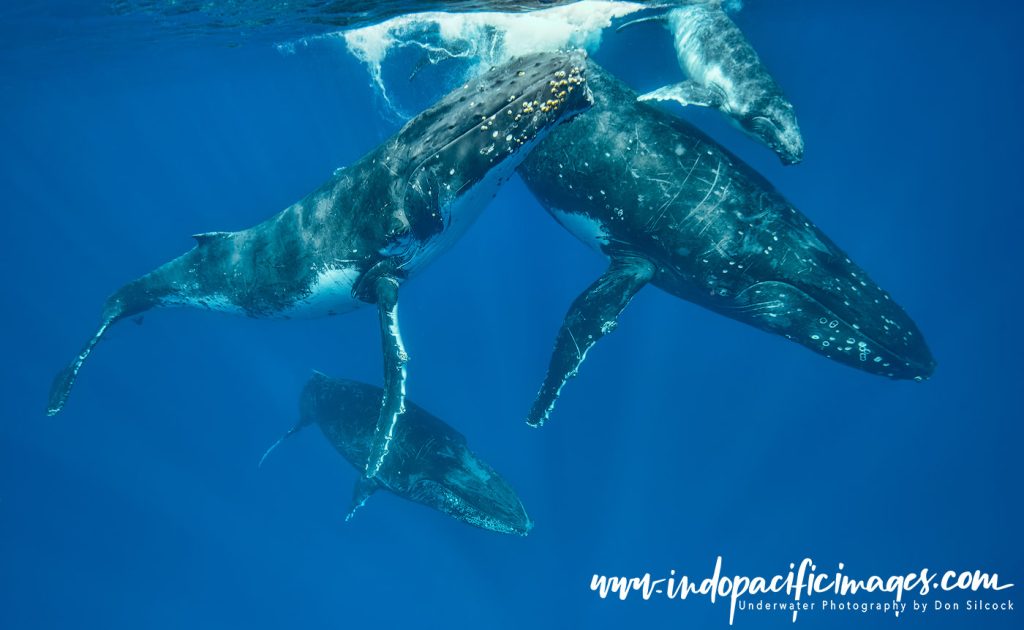 Humpback Competitive Group Encounters
