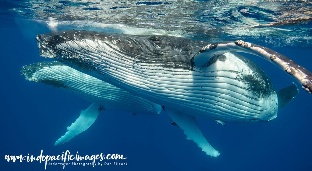 Humpback Competitive Group Encounters