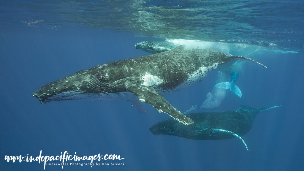 Humpback Whale Heat Run