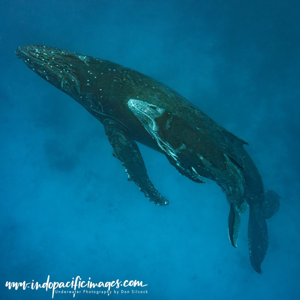 Humpback mother and calf encounters