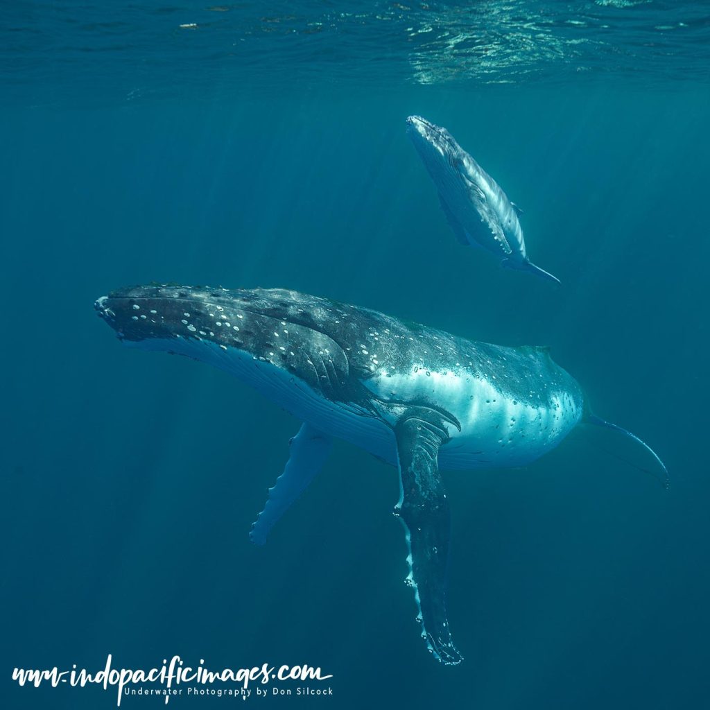 Humpback mother and calf encounters