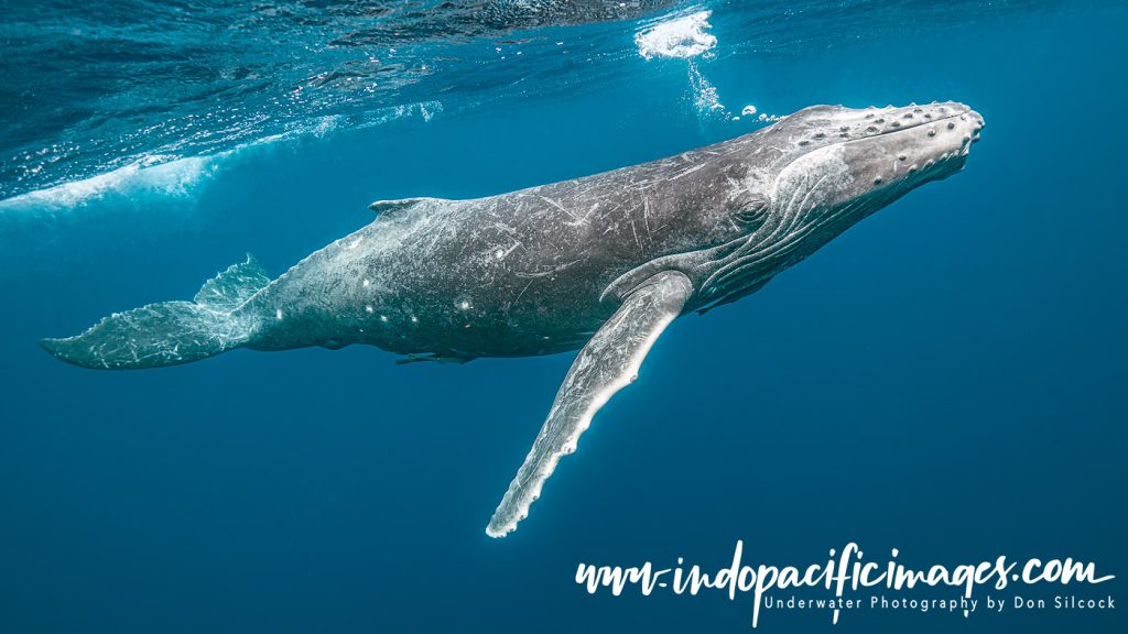 Humpback Playful Calf Encounters