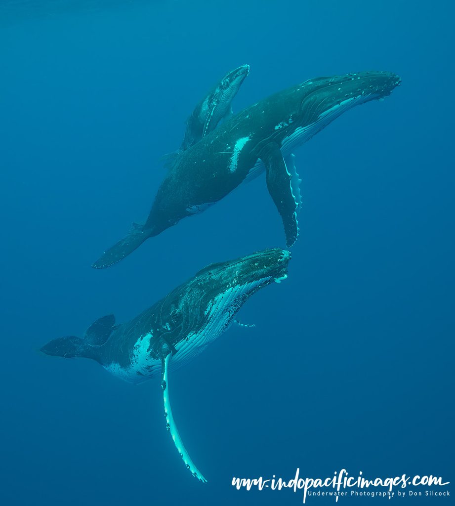 Humpback whale escort encounters