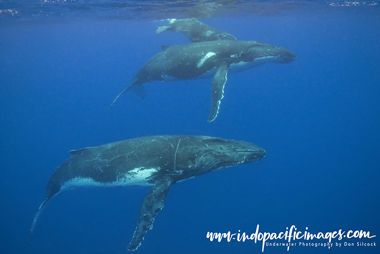 Humpback Competitive Group Encounters