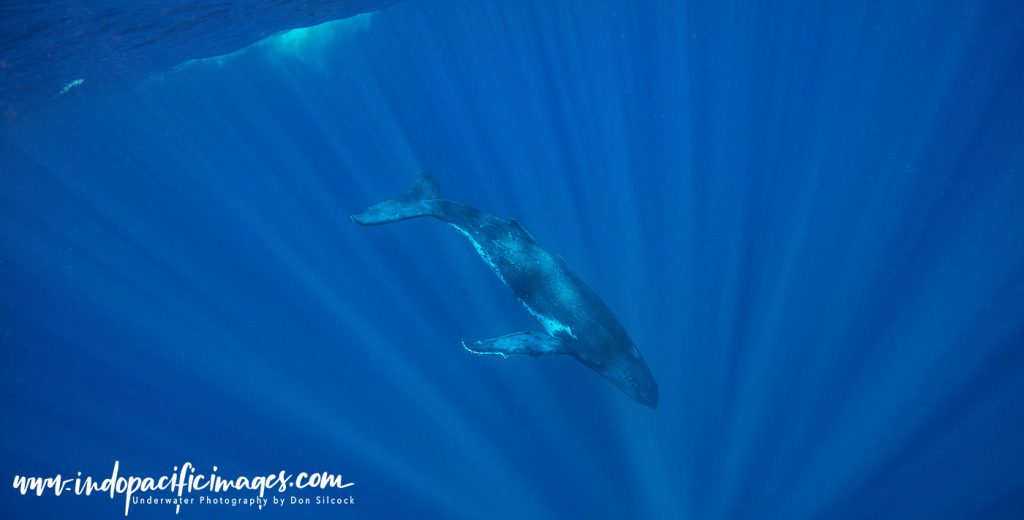 Humpback Whale Singer Encounters