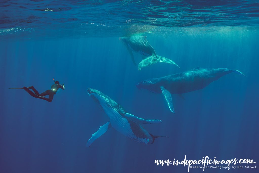 Humpback Whale Heat Run