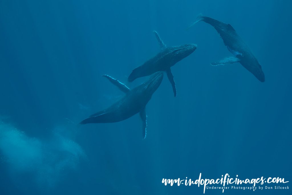 Humpback Whale Heat Run