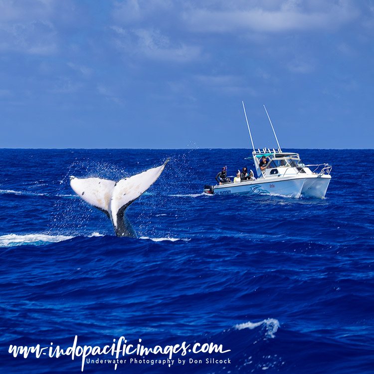 Humpback Whales of Tonga