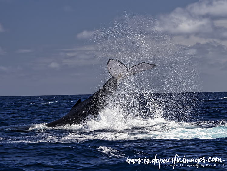 Humpback Playful Calf Encounters