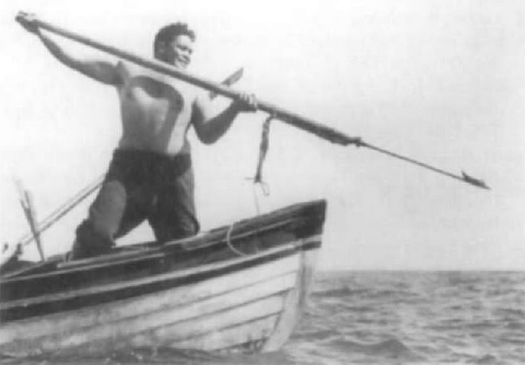 Swimming with humpback whales