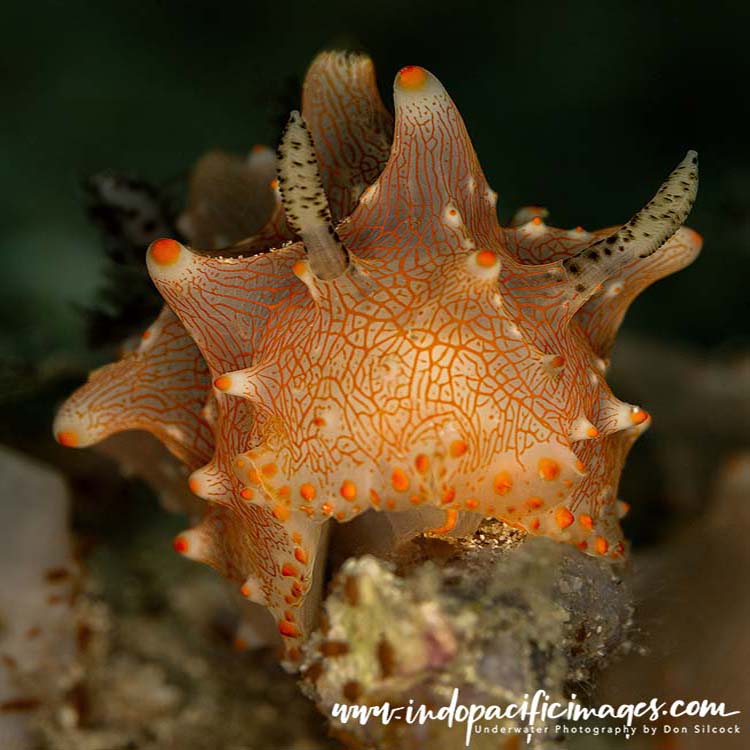 Diving Batanta Island