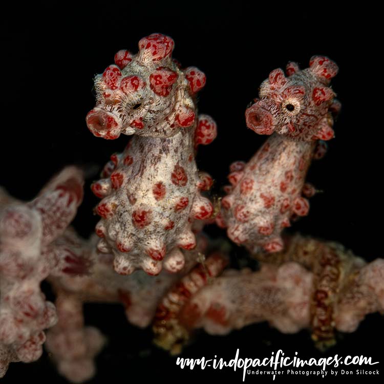 Diving Batanta Island