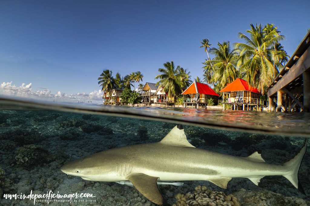 Ultimate Underwater Travel Lens