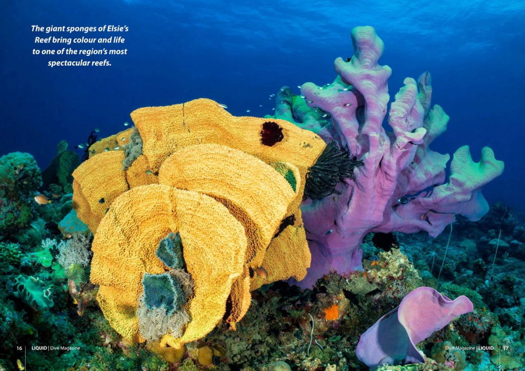 Best Milne Bay Diving